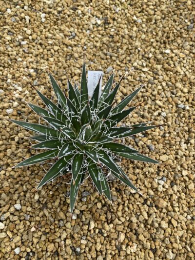 ■祝日最終値下げ【アガベ】【変わり斑】【耐寒性地植】【親株】ブルーグロー斑入り IMG_5317-scaled-e1664949965630.jpg